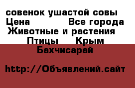 совенок ушастой совы › Цена ­ 5 000 - Все города Животные и растения » Птицы   . Крым,Бахчисарай